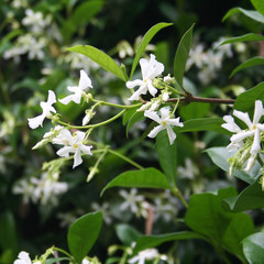 White climber star Jasmin in bloom. Trachelospermum jasminoides