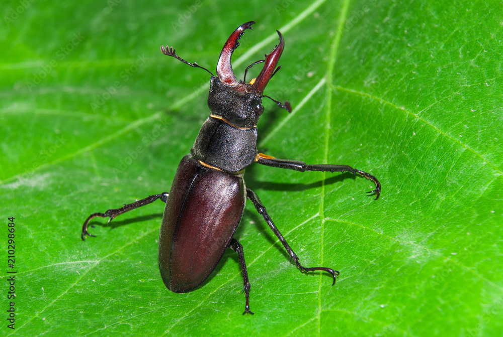 Sticker stag beetle lucanus cervus