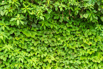 A wall of green leaves