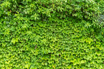 Obraz premium A wall of green leaves