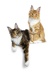 Duo of red tabby and a black tortie Maine Coon cat kittens, laying and sitting isolated on white background looking at lens