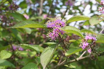 Callicarpa bodinieri bush in bloom in the garden. Bodinier beautyberry lilac flowers. © saratm