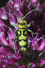 Yellow longhorn beetle, Chlorophorus varius