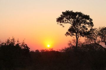 Fototapeta na wymiar Silhouette tree at sunset on safari in South African