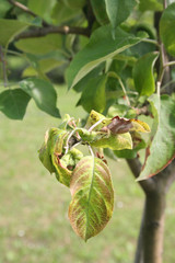 Apple tree leaves with brown spots and edges damaged by infection disease