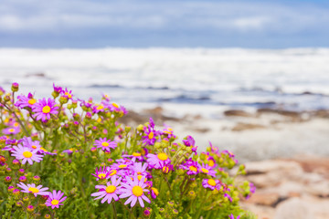 Obraz premium Small pink coastal flowers on the Atlantic Sea shore