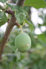 Plum on branch damaged by insects. Plum tree in the orchard