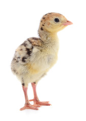 Chicken turkey isolated.