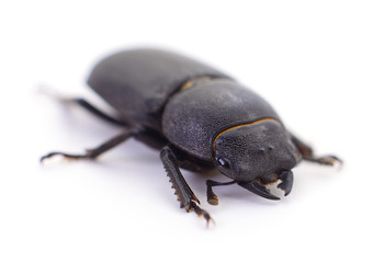 Small black beetle isolated