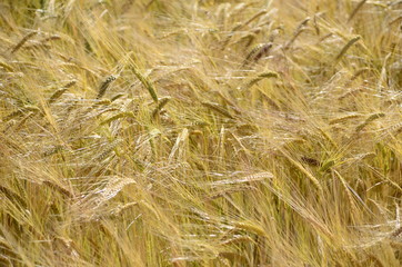 Golden wheat fields