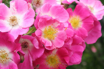 Pink roses. Climber plant in bloom in the garden