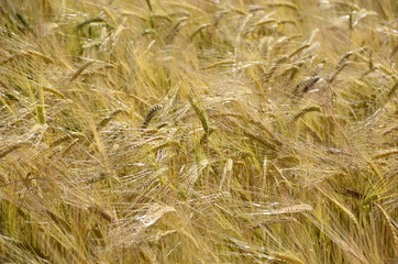 Golden wheat fields