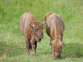 Couple of European bison (Bison bonasus) 