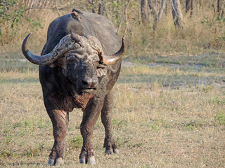 African buffalo (Syncerus caffer) photographed in the Kruger National Park during a walking safari