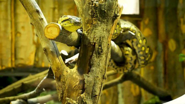 Snake sitting on a branch in the terrarium at the zoo