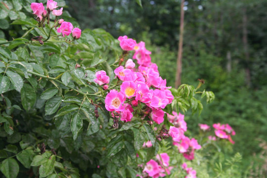 Pink roses. Climber plant in bloom in the garden