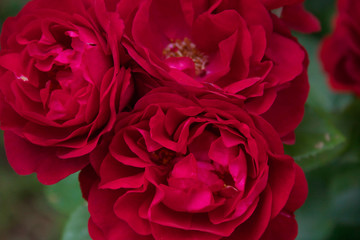 Naklejka premium Flowering bush with beautiful red roses.