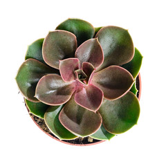 Succulent plant. Echeveria cactus in pot isolated on white backg