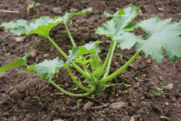 Zucchini plant growing in the vegetable garden