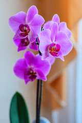 orchid flower pink color