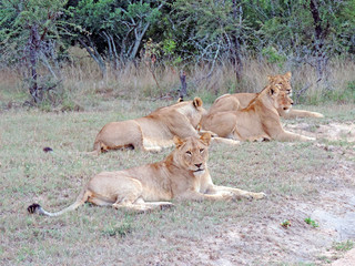 Lionesses (Panthera leo) resting in the Kruger National Park, South Africa 