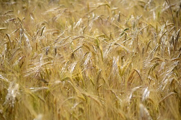 Golden wheat fields
