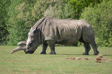 Obraz premium Rhinocéros à Planète sauvage