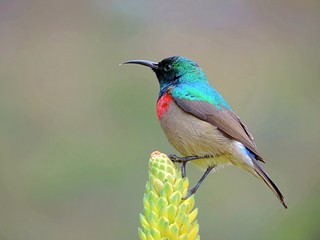 Fototapeta premium Double collared sunbird (Cinnyris chalybeus) photographed in Cape Town, South Africa