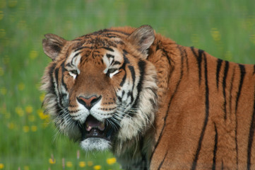 Tigre à Planète sauvage