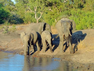 Herd of African elephants (Loxodonta africana) at Kruger National Park