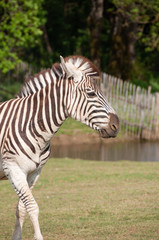 Fototapeta na wymiar Zebre à Planète sauvage