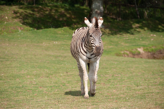 Zebre &agrave; Plan&egrave;te sauvage