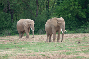 Elephants à Planète sauvage