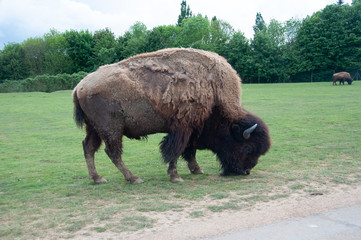 Bizon à Planète sauvage © Yves