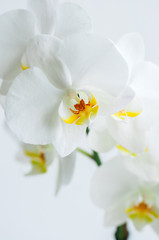 Naklejka na ściany i meble Beautiful orchid flower. Close up. White background.