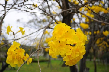 Obraz premium Flower of Golden Trumpet-tree in Taitung, Taiwan