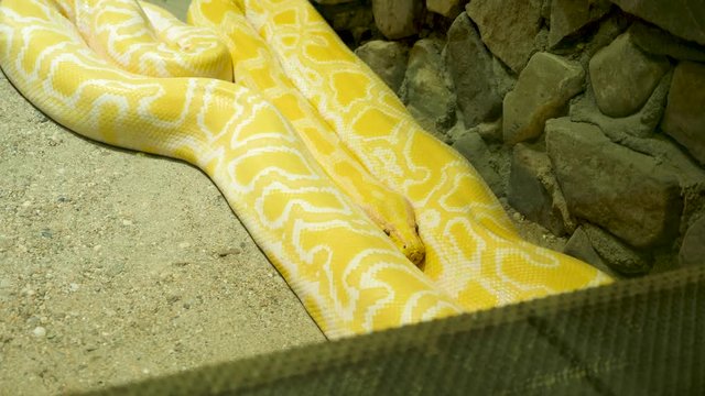 Big yellow and white pythom in the terrarium at the zoo