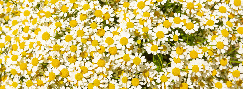 sfondo banner margherite