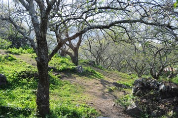 Plum Blossoms in Nantou, Taiwan