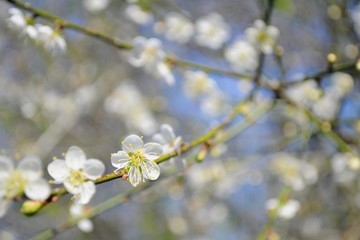 Plum Blossoms in Nantou, Taiwan