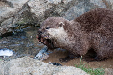Le repas de la Loutre à Planète sauvage