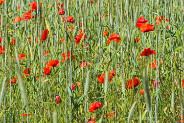 Poppy fields of the Pskov region. Poppies and wheat on the Russian fields.