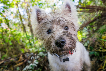 Dirty west highland terrier westie dog with muddy face outdoors in nature