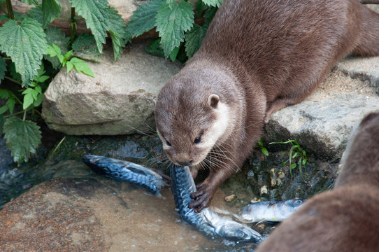 Le repas de la Loutre &agrave; Plan&egrave;te sauvage