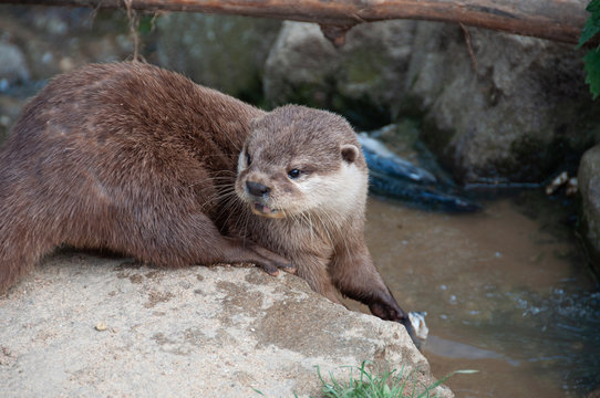 Le repas de la Loutre &agrave; Plan&egrave;te sauvage