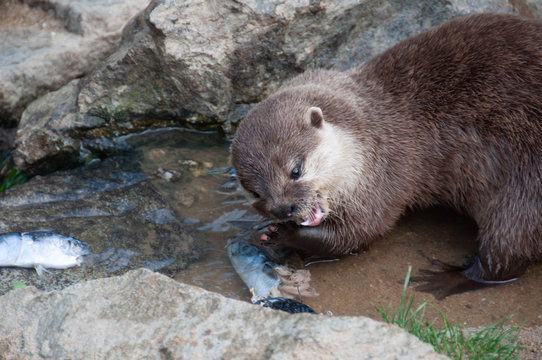 Le repas de la Loutre &agrave; Plan&egrave;te sauvage