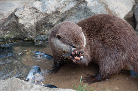 Le repas de la Loutre &agrave; Plan&egrave;te sauvage