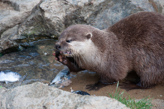 Le repas de la Loutre &agrave; Plan&egrave;te sauvage