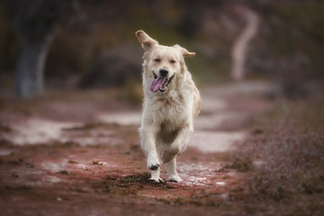 golden retriever playing and running in park