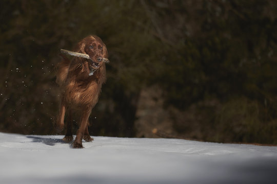 Irish Setter dog playing with stick on snow-covered glade
